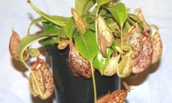 Nepenthes hookeriana