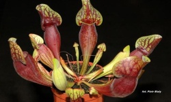 Sarracenia purpurea hybride