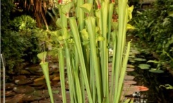 Warszawa - Sarracenia flava var. cuprea