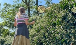 Przyrodnicza ciekawostka. Lepiarka bluszczówka zlokalizowana na... cmentarzu (2)